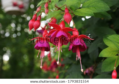 beautiful hummingbird fuchsia in the garden red and purple close up Royalty-Free Stock Photo #1793831554