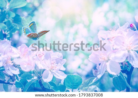 Artistic  pastel pink and blue toned image blooming apple tree flowers, butterfly, dreamy sunny background. Soft focus. Greeting gift card template. Spring delicate nature. Copy space.