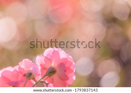 
Pink flowers with beautiful background