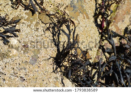 dark seaweed on the rocks