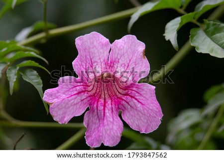 pale pink and bright red flower on a green vine with a dark green background