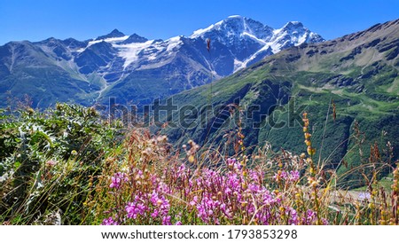 Close-up of flowers over background of high glacial mountain. Landscape of the Caucasus mountains on a summer day, Elbrus region Royalty-Free Stock Photo #1793853298
