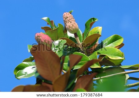 Magnolia grandiflora (Southern magnolia) branch with fruit 