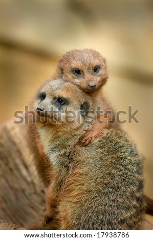 Meerkats in Love