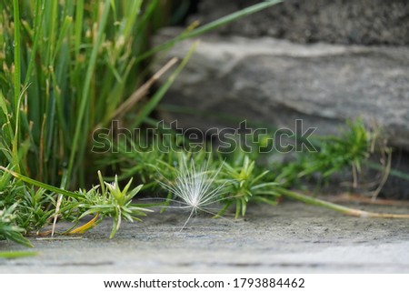 a dandelion seed on the stone in a stone garden with green plants