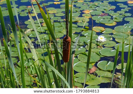 Minnesota Lake Edge Cat Tail Plants And Water Lily Background Royalty-Free Stock Photo #1793884813