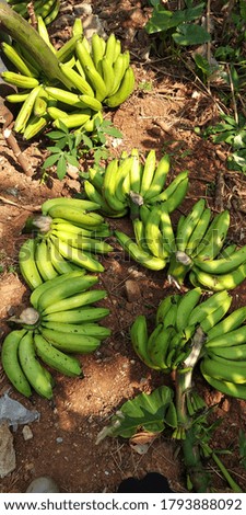 Harvesting green banana in the field.  