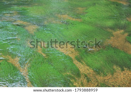 Green seaweed under transparent water