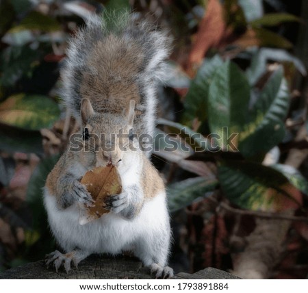 Picture Of A Squirrel In Florida