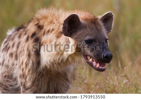 Spotted Hyena in the wild (Crocuta crotuta)