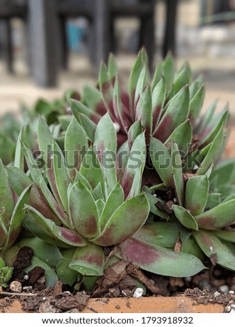 Hen and chicken succulents with red and green details