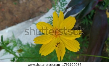 Insect on Nature Sun Flower