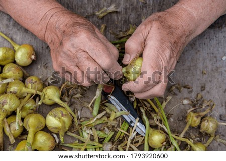 An elderly woman holds a bulb in her hands, from which she peels off the husk against the background of the desktop, top view.