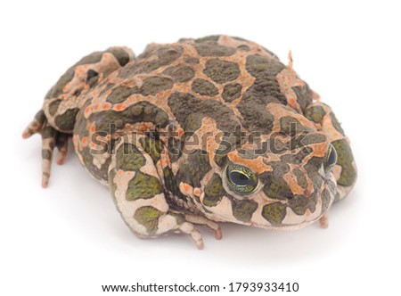 Common Water Frog in front of a white background.