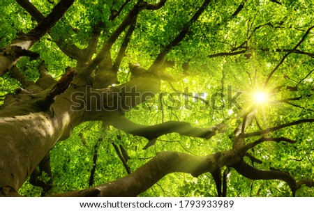 Green beautiful canopy of a big beech tree with the sun shining through the branches and lush foliage Royalty-Free Stock Photo #1793933989