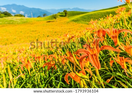 Landscape View Of Tiger Lilies (Daylily) Garden On The Hill Of East Rift Valley, Liushidan Mountain, Fuli, Hualien, Taiwan Royalty-Free Stock Photo #1793936104