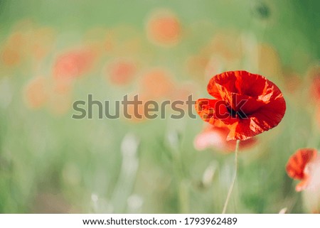 Close up of bright red poppy flowers. Summer time. Background with copy space. Blooming poppies garden. Colorful meadow.
