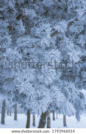 Pine trees covered in frost snow at winter forest