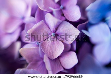 Purple hydrangea flower with solf light. Web banner, nature background. Flowering hortensia plant.