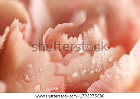 Close up of coral carnation flower with water drops. Floral pastel background. Soft focus, macro.