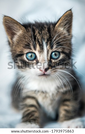 Cute blue eyed kitten portrait. Animal theme