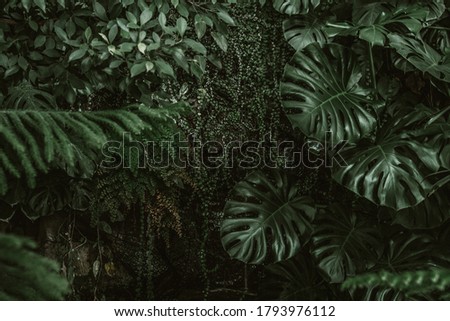 Green background from wild tree