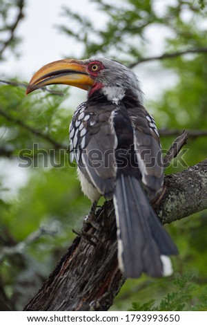A Yellow Billed Hornbill perched on a branch in summer on a safari in africa.