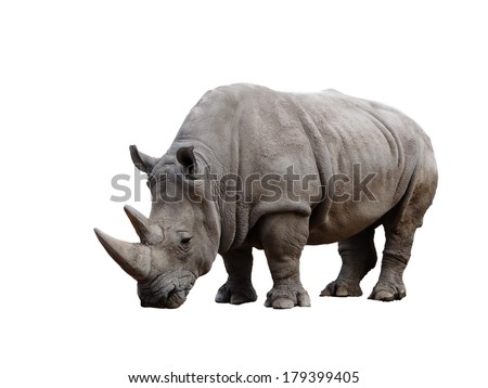 Big african Rhino isolated on a white background