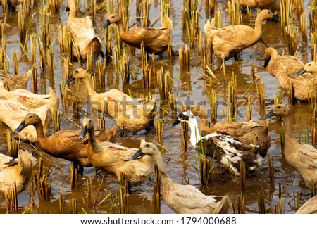 Domestic Ducks in the rice field