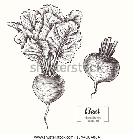 Beet. Vegetable. Beetroot. Vector Hand Drawn. Line art. Sketch Botanical Illustration. Eco healthy food.  Royalty-Free Stock Photo #1794004864
