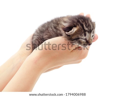 Little gray kitten on the hands isolated on a white background.