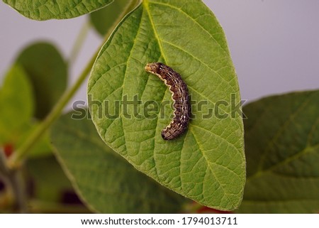 Cotton bollworm Helicoverpa armigera The cotton bollworm, corn earworm Royalty-Free Stock Photo #1794013711