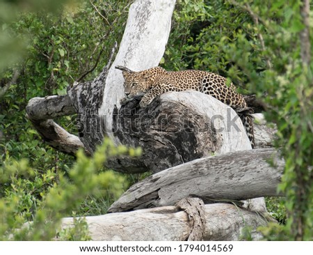 Leopard at Yala national Park ,Sri Lanka