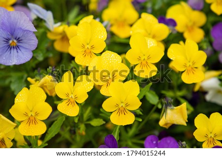 Pansies flowers in a pot