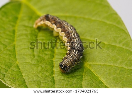 helicoverpa armigera insect the cotton bollworm Royalty-Free Stock Photo #1794021763