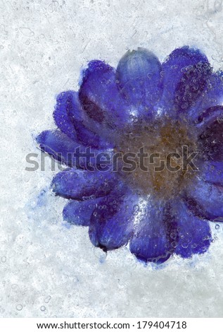 flowers frozen into ice background