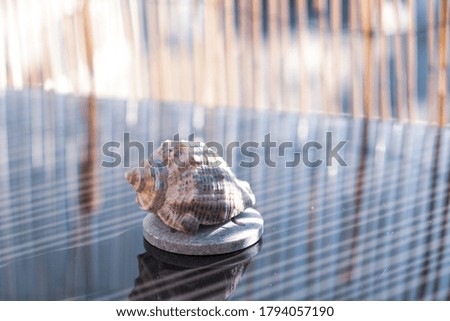 One shell on a stand in sunny day closeup. Selective focus . High quality photo