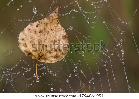 Autumn leaf trapped in a spider web