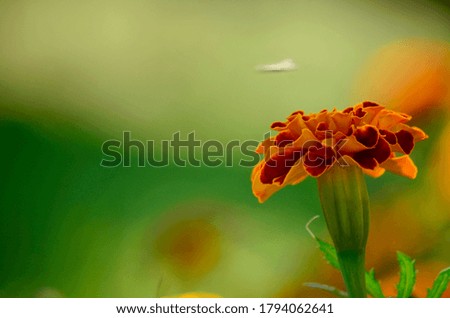 colorful red orange marigold blooming on a green background on the right corner of the picture