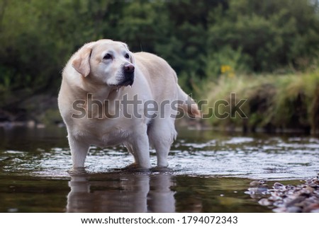yellow golden Labrador standing in water