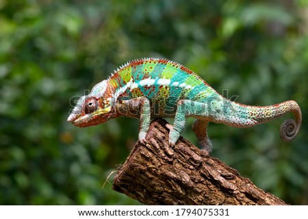 Beautiful color of chameleon panther, chameleon panther on branch