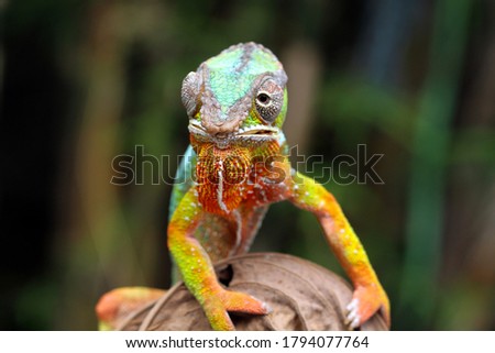 Beautiful of chameleon panther, chameleon panther on branch, chameleon panther shoot on target, Chameleon panther closeup