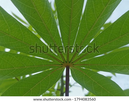 a close up photo of tapioca leaf lined pattern.