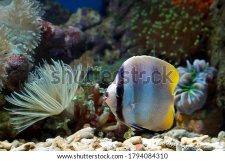 Blacklip butterflyfish on the seabed and coral reefs, Blacklip butterflyfish closeup