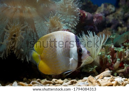 Copperband butterflyfish (Chelmon rostratus). Marine fish, Beautiful fish on the seabed and coral reefs