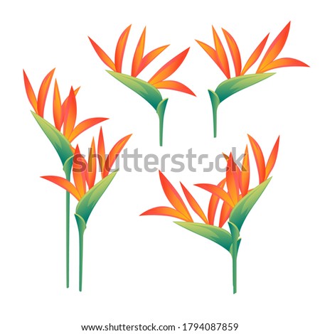 Set of four decorative flowers Bird of Paradise floral element for garden or flower pot flat vector illustration isolated on white background