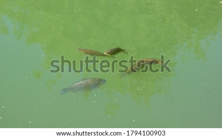 fishes swimming in the water