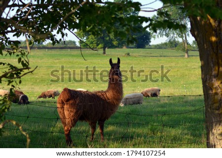 Llama guarding a herd of sheep in a green pasture