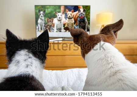 couple of dogs wacthing streaming  tv program , movie or series in bed cozy together Royalty-Free Stock Photo #1794113455