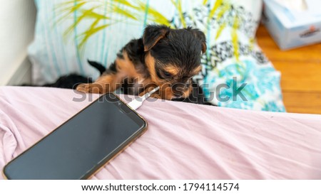 Young puppy playing with the charger of a charging laptop, already a fan of technology Royalty-Free Stock Photo #1794114574